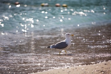 Seagull walks along the seashore