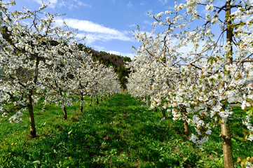 Piante di ciliegio in fiore