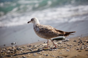 Seagull walks along the seashore