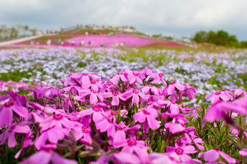 茶臼山高原の芝桜／愛知県