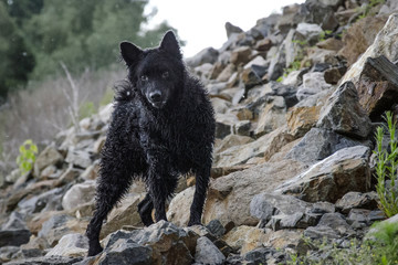 A black dog shepherd stands on rocks