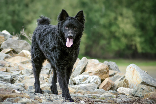 A black dog shepherd stands on rocks