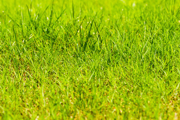 Fresh Spring Grass Background