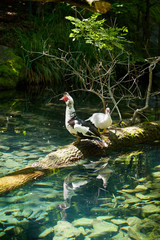 Birds duck and goose on the farm