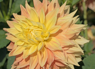 Dahlie, Dahlia