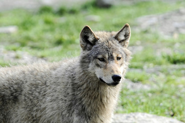 Timberwolf  (Canis lupus lycaon) , captive, Baden-Württemberg, Deutschland, Europa