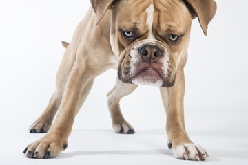 Obraz premium olde english bulldog looks to the camera