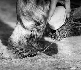 brossage des poils