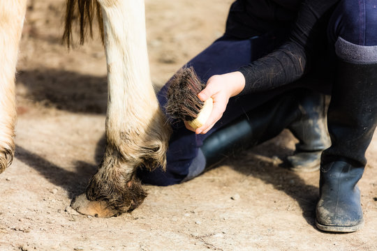 BROSSA ET CHEVAL