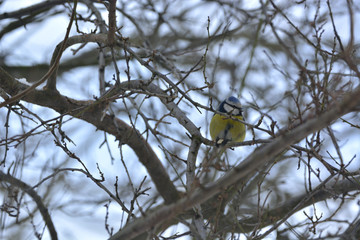 titmouse in winter