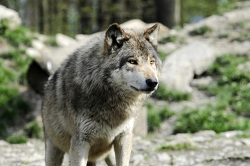 Naklejka na ściany i meble Timberwolf (Canis lupus lycaon) , captive, Baden-Württemberg, Deutschland, Europa