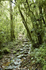 Urwald Ranomafana Nationalpark Madagaskar