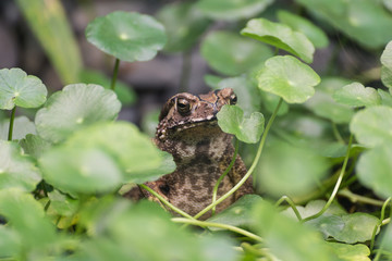 Toad sits in the grass