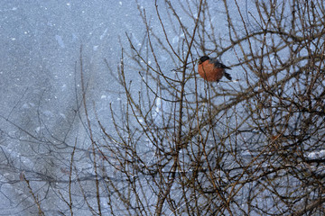 Bullfinch  (Pyrrhula pyrrhula)