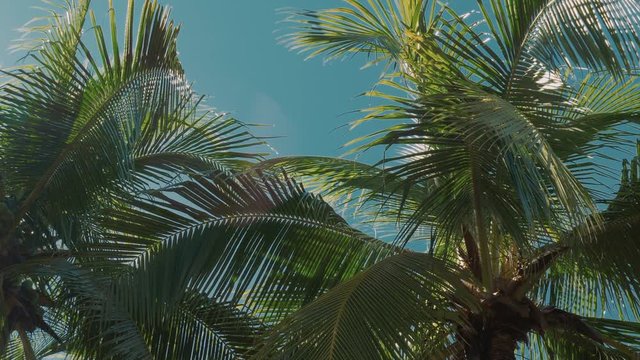 Beautiful Palms In Backlight, Graded Version