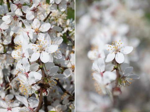 depth of field, comparison of two photos