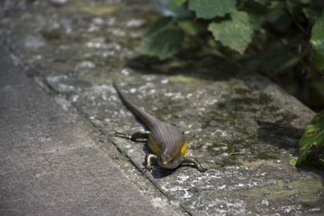 Balinese skink on tiles with shallow depth of field
