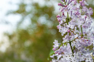 Printed kitchen splashbacks Lilac Purple lilac flowers spring blossom