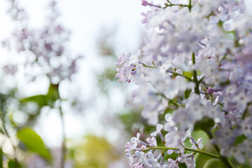 Purple lilac flowers spring blossom