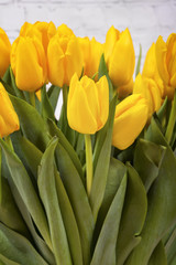 Yellow tulips. Macro shot