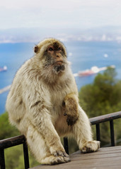 Large Barbary Macaque (Macaca sylvanus) sitting on a railing at the top of the rock of Gibraltar with a hazy seascape background