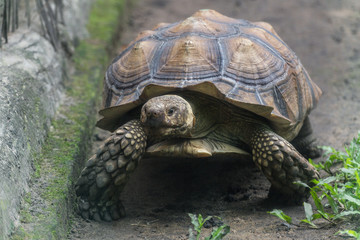 Turtle crawling on the ground