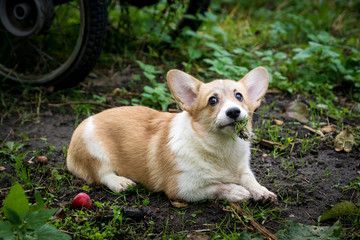red dog breed Corgi plays in the grass