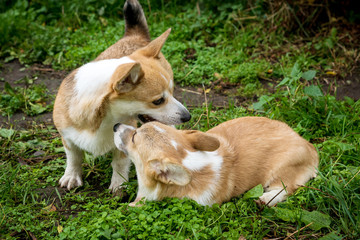 Naklejka na ściany i meble red dog breed Corgi plays in the grass