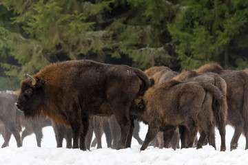 Calf and Mother Of Wild European Brown Bison ( Bison Bonasus ) In Winter Pine Forest. .Female Of  Adult Aurochs ( Wisent ) Feeds The Calf. Bison (Bison Bonasus)  Standing On Background Of Common Herd.