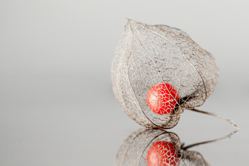 Die Frucht der Physalis in ihrer natürlichen, zerbrechlichen Hülle.
