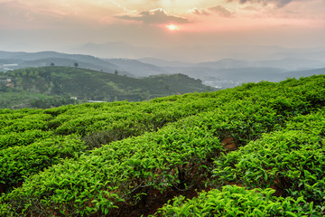 Fototapeta na wymiar Scenic view of tea plantation at sunset