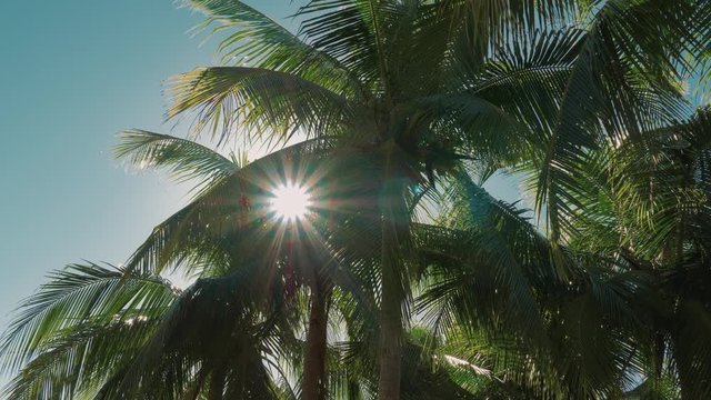 Beautiful Palms In Backlight, Graded Version