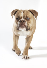 Obraz premium olde english bulldog from the front