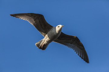  Seagull with spread wings in flight with a blue sky background