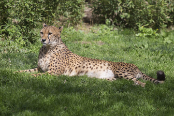 African Cheetah resting in nature, South Africa