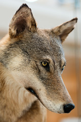 Grey and Brown Wolf - Portrait