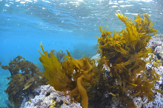 ワカメの繁茂