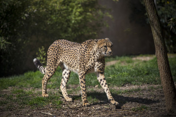 Fototapeta na wymiar African Cheetah resting in nature, South Africa