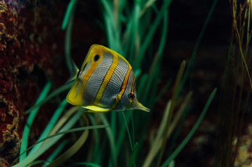 eye fish swims in the aquarium