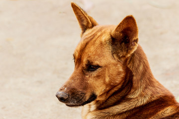 Dog face pet stray shelter close up.