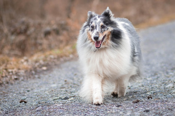 bluemerle Sheltie