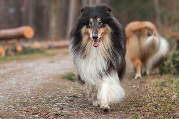 Tricolor Collie