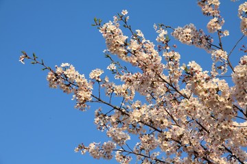 Tokyo white sakura. Tokyo cherry blossoms.