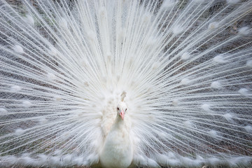 Obraz premium White peacock showing off his open tail