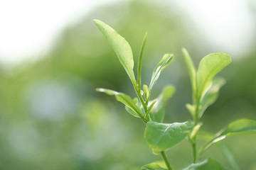 Fototapeta na wymiar Green leaves on green blurred background