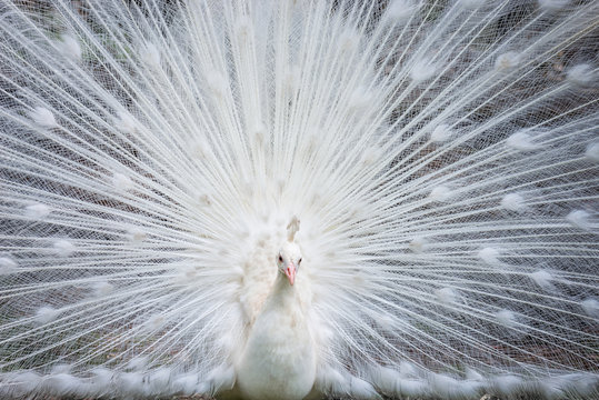 White peacock showing off his open tail