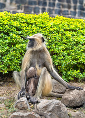 Gray langur monkeys at Daulatabad Fort in India