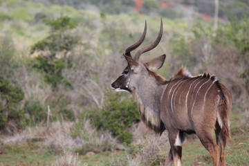 Obraz premium africa safari