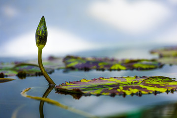 睡蓮のつぼみ