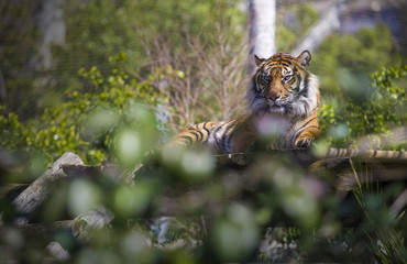 Tiger resting on a rock with wooden branches
